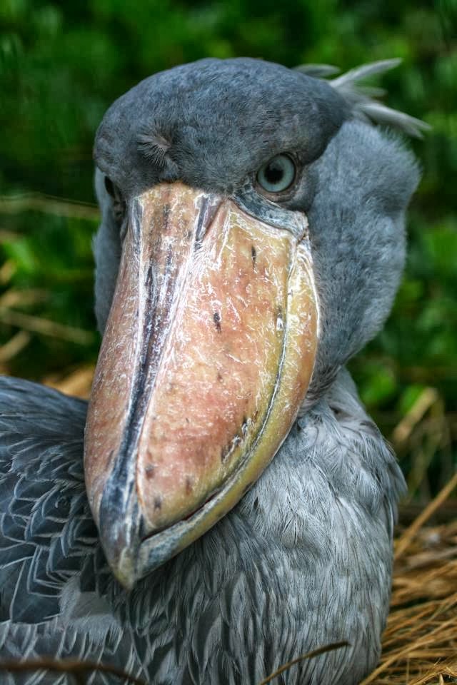 Cegonha bicodesapato Você realmente sabia? Cegonha bicodesapato Você realmente sabia?
